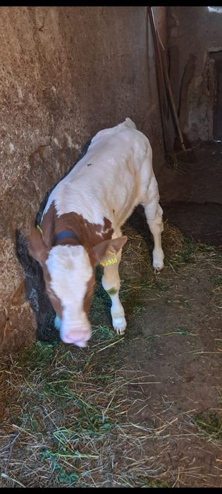 Vând vițea de ținut.