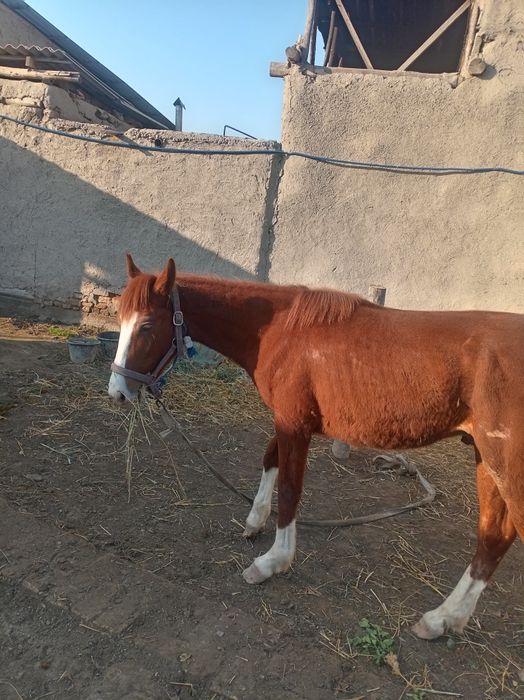 5 qashqa zotdor soglom  ot   garantiya beriladi erkak 1 yoshar 3 oylik