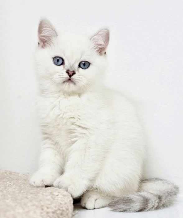 Британские серебристые шиншиллы