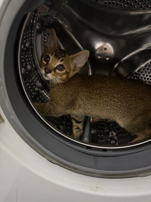 Продам породистого котенка