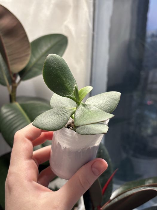 Продам комнатные цветы…