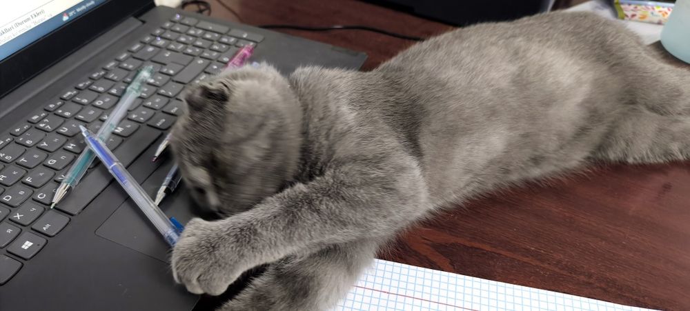 Продаётся котик.
