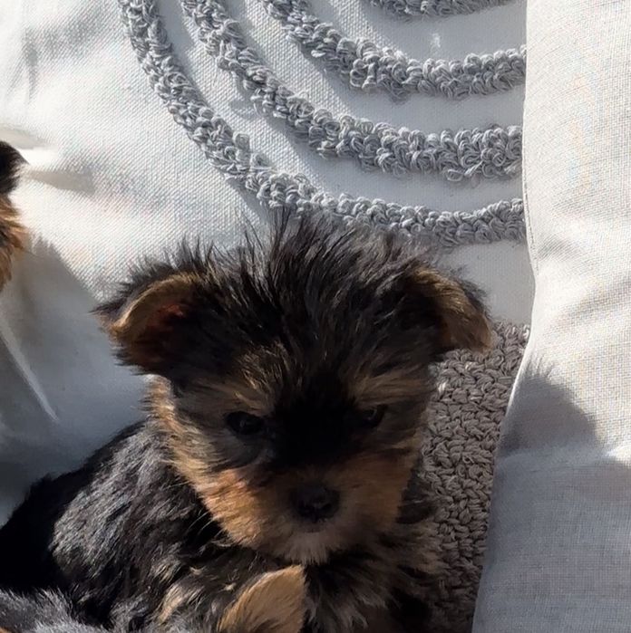 Йоркширски териер / Yorkshire Terrier