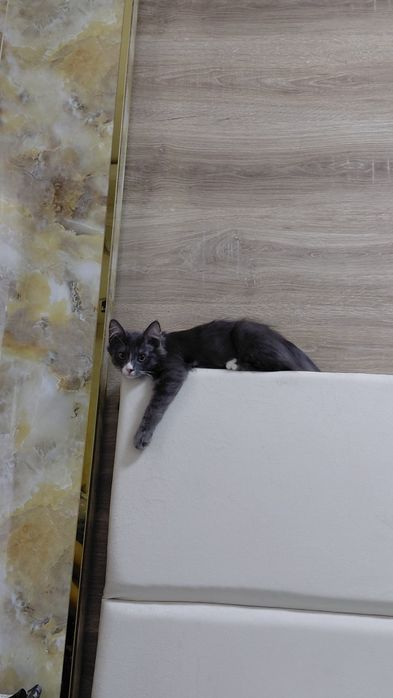 Отдам даром котёнка