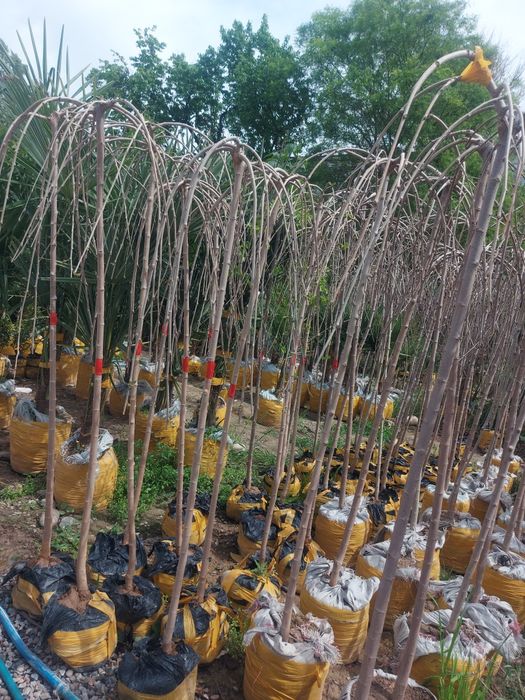 pesarda palma  atirgul shtampa.qiligan