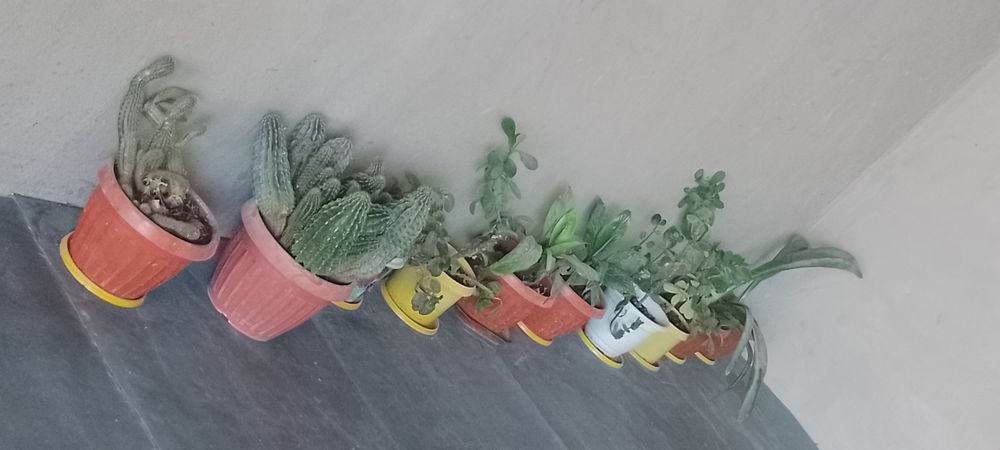 Цветок домашний в горшке