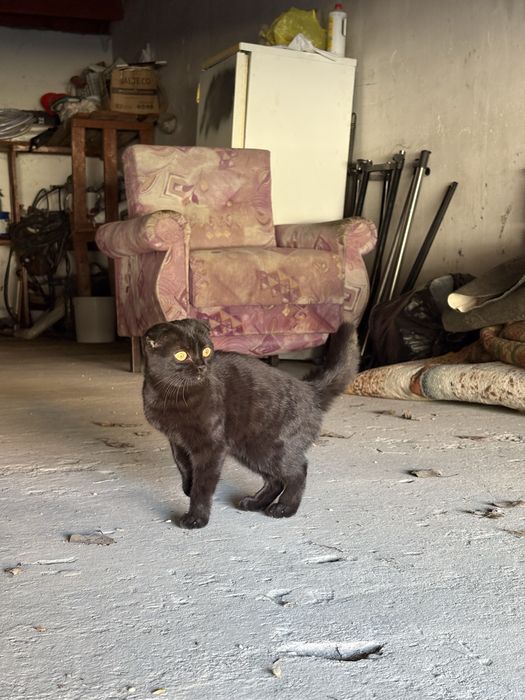 Отдам бесплатно вислоухий