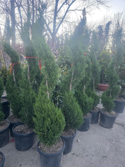 Plante ornamentale pentru gradina