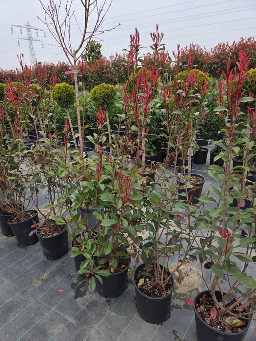 Vindem Mesteacan Alb 3-6 m