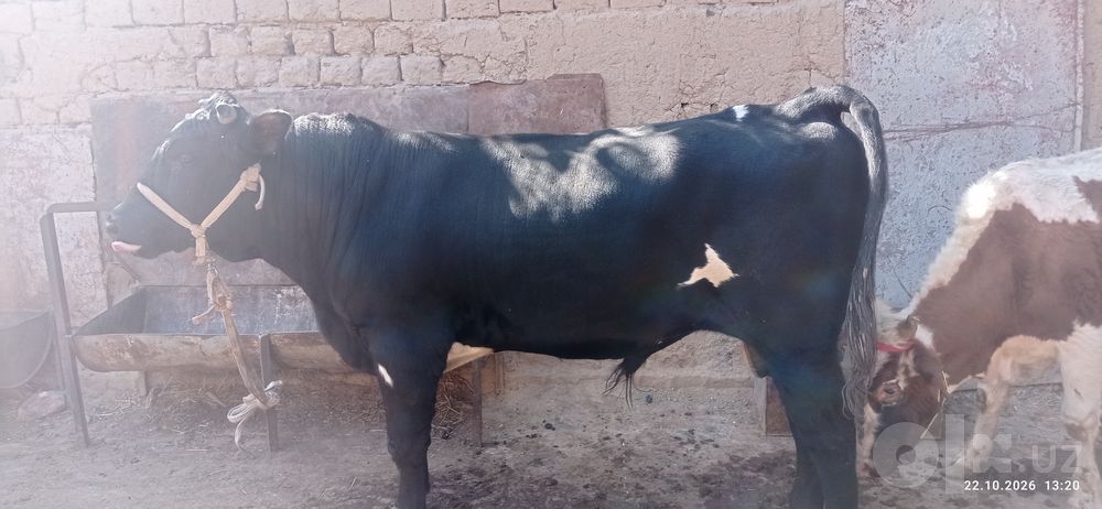 Buqa sotiladi ...