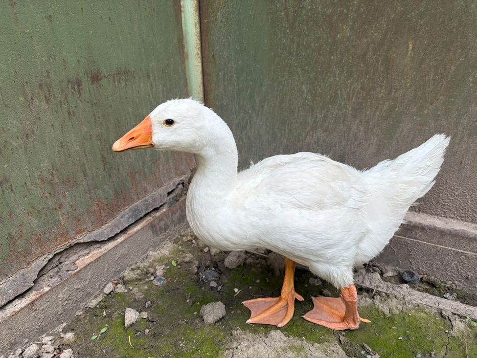 Продам Гусей 2 шт