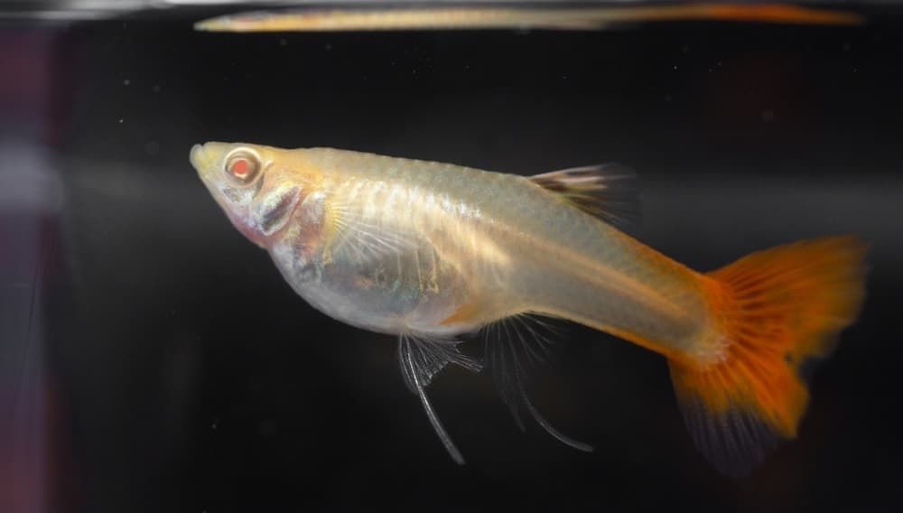 Гуппи фулл ред альбино