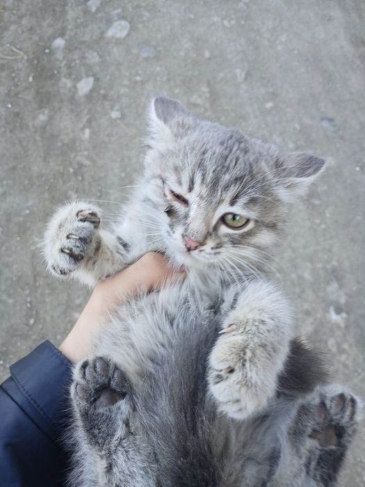 Даром отдам котенка