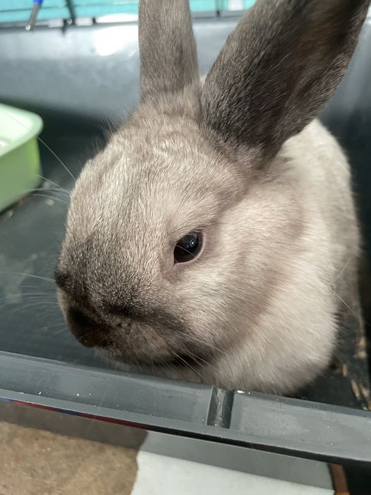 Кролик декоративный