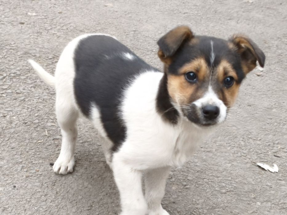 Отдам щенка девочка