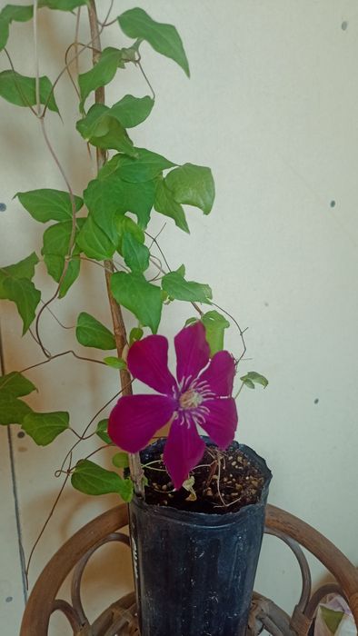 Клематисы. Лианы для сада.