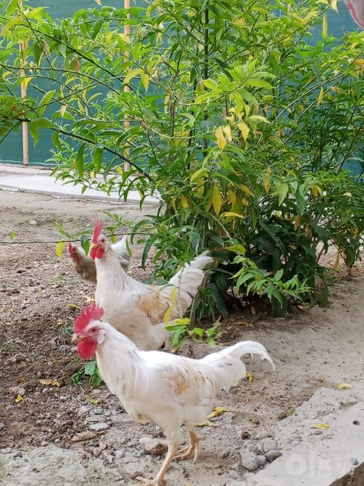 Xoroz sotiladi uyda boqilgan