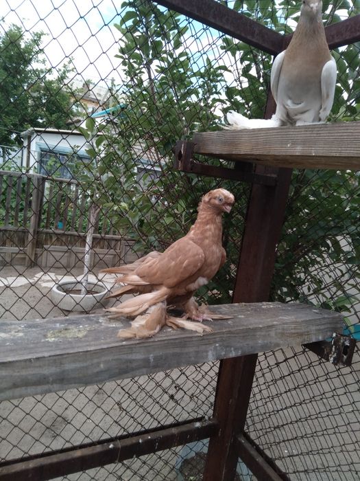 Продам голубей разных пород