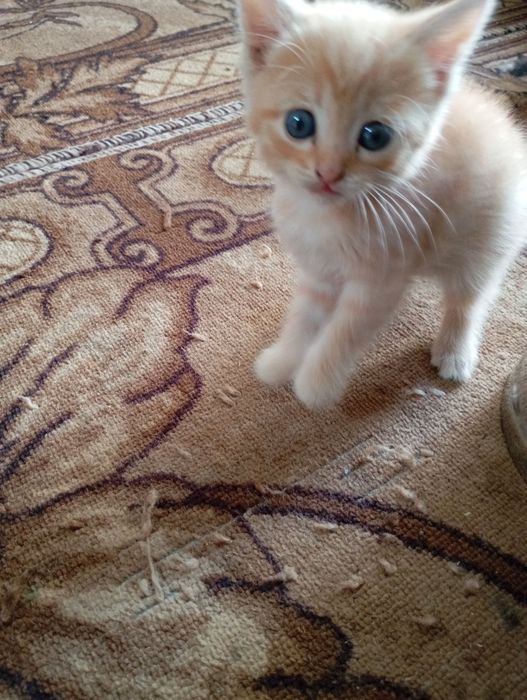 Котята бесплатно