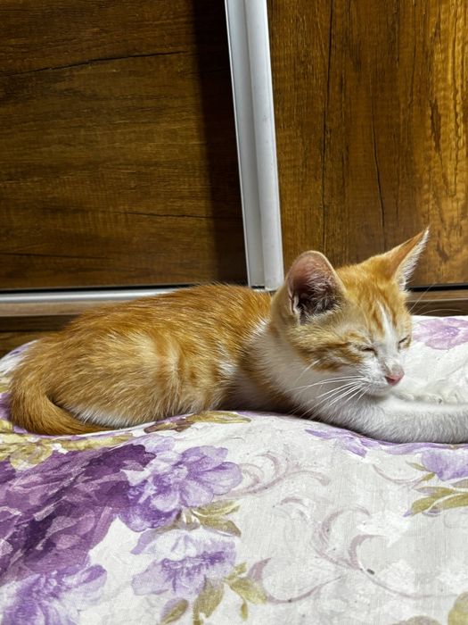 котёнок ищет дом
