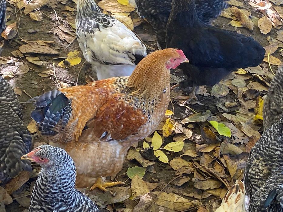 Vand cocosi brahma si de curte metisati