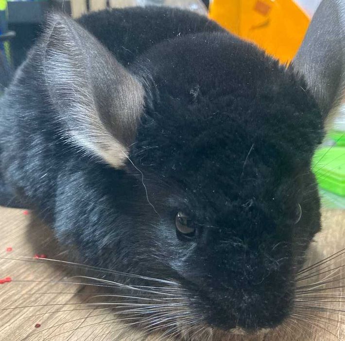 Шиншиллы(Diamond Chinchilla]