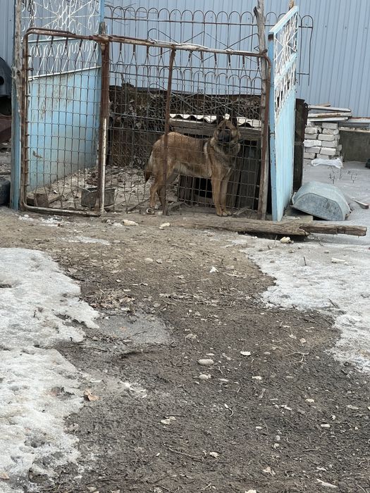 Продам белгиский овчарка малинуа
