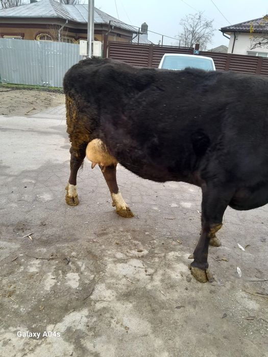 Vacă de lapte gestantă