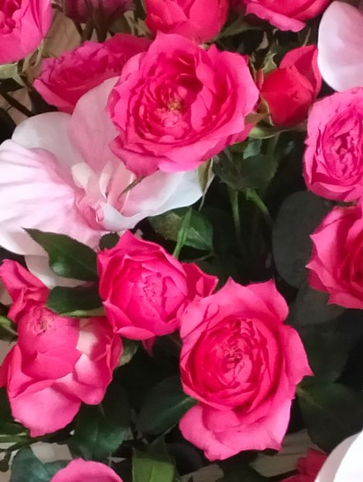 Гүлдер барлық турі