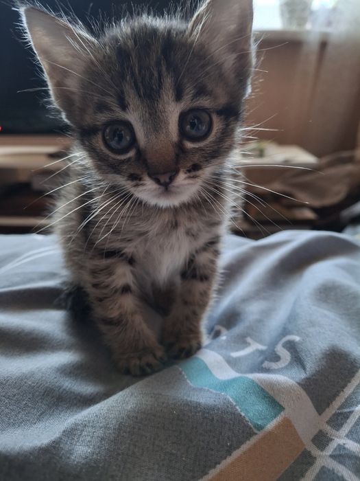 Отдам котёнка  в хорошие руки