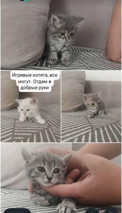 Игривые котята даром