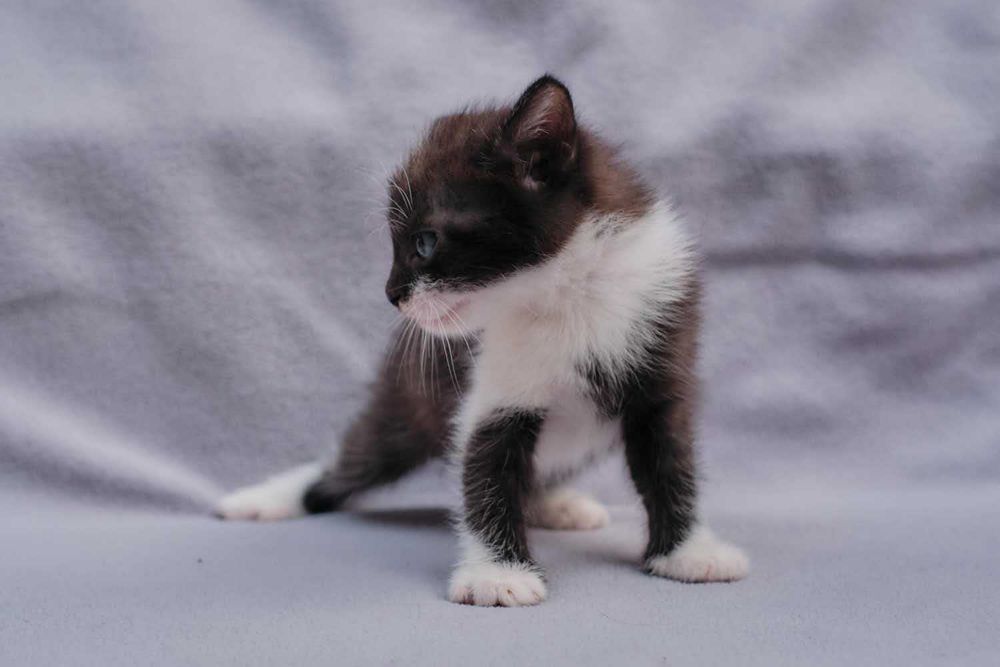 Отдам котёнка возраст 1 месяц