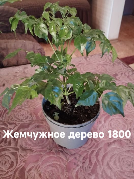 Продам комнатные растения