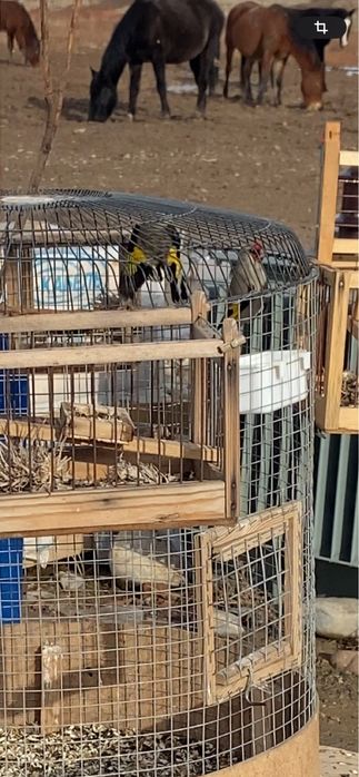 Щеглы пепельные(седоголовые)