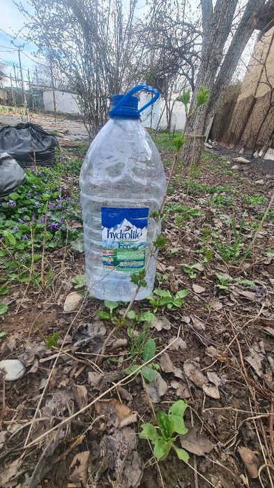 Саженцы Калины крупноплодной