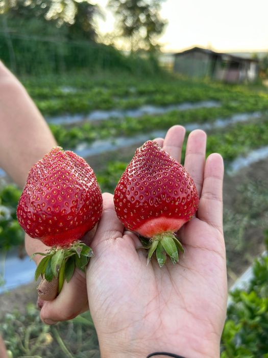 Продавам ягодиии