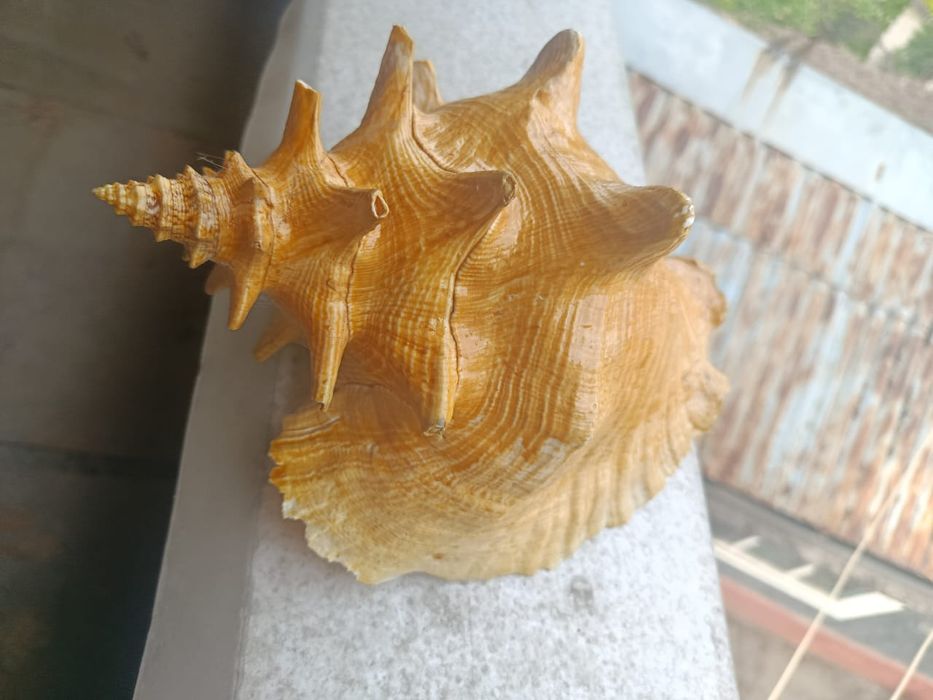 Продаются ракушки и кораллы