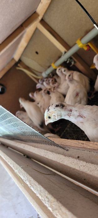 Бөдене техас сатылады