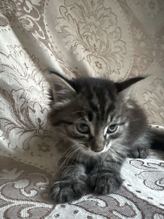 Котенок мальчик