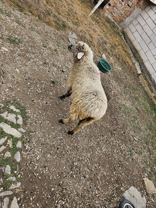 Vand Miei 2 mieluțe