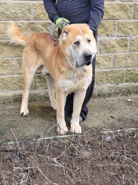 Продам алабая кобель