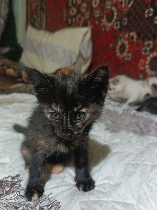 Отдам котят в добрые руки