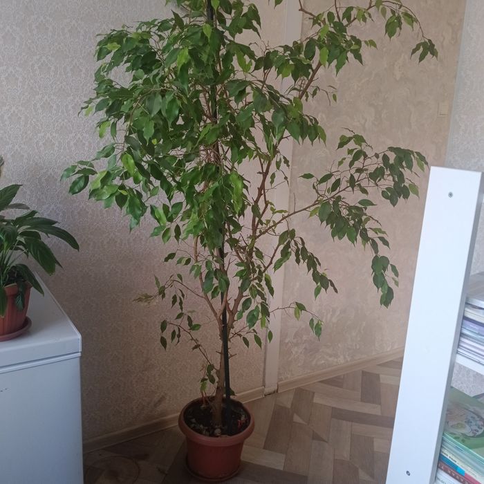 Продам срочно фикус бенжамина