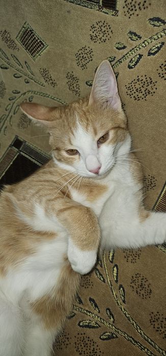 Отдам в добрые руки