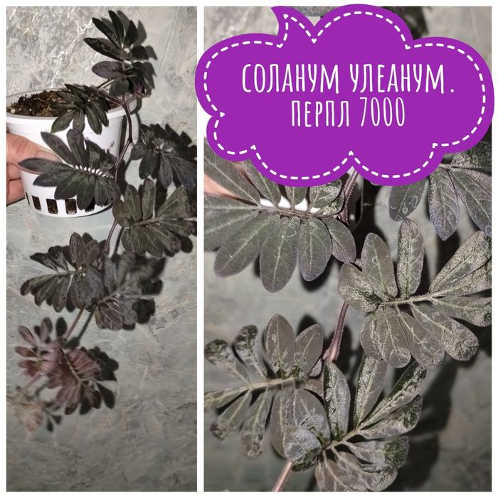 Цветы  комнатные