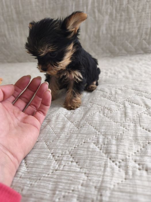 Йоркширски териер