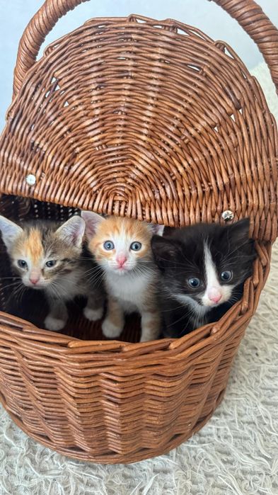 Котята и кошечки