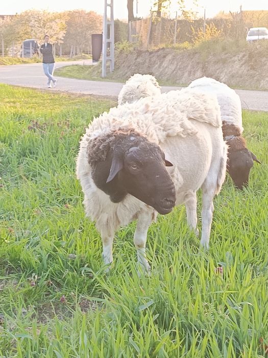 Berbecuți Dorpat de vinzare