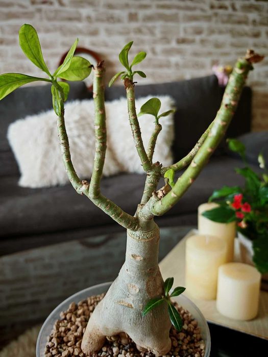 Предлагам за продажба едри сортови Адениуми