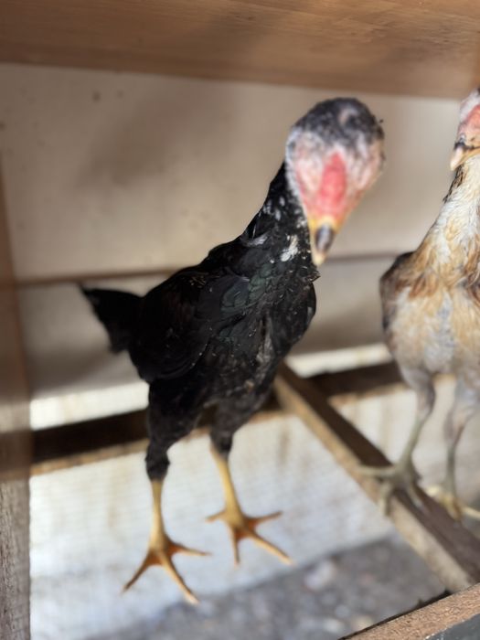 Дакан ветнам